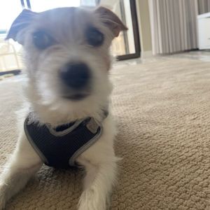 Meet your Posher, Ella